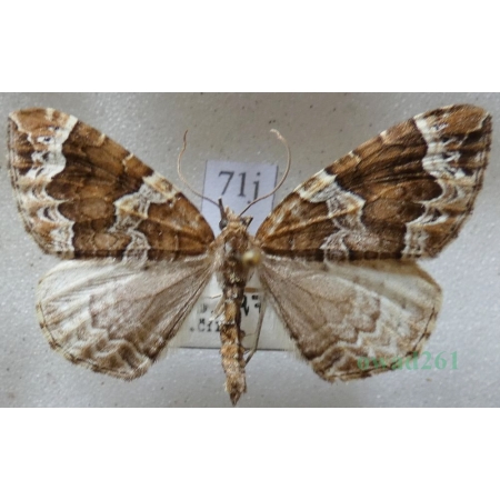 Eulithis prunata (Linnaeus, 1758) male Nacinek naśliwiak Czech71j